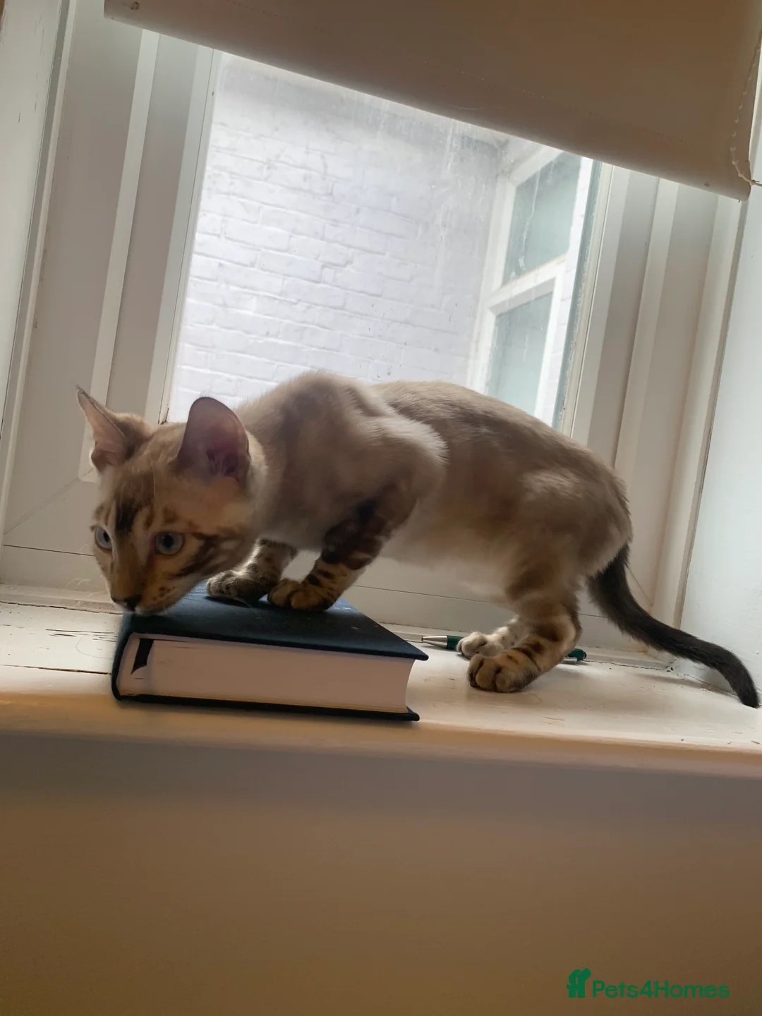 Bengal cats for sale: Male bengal 7 months  - Advert 2