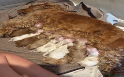 Cocker Spaniel dogs for sale: COME AND MEET US NOW Outstanding  show type - Image 11