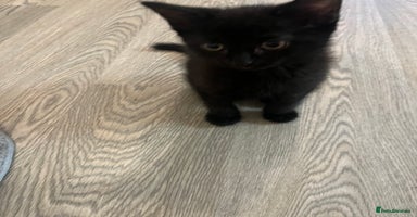 Mixed Breed cats in Waltham Cross - Advert 11