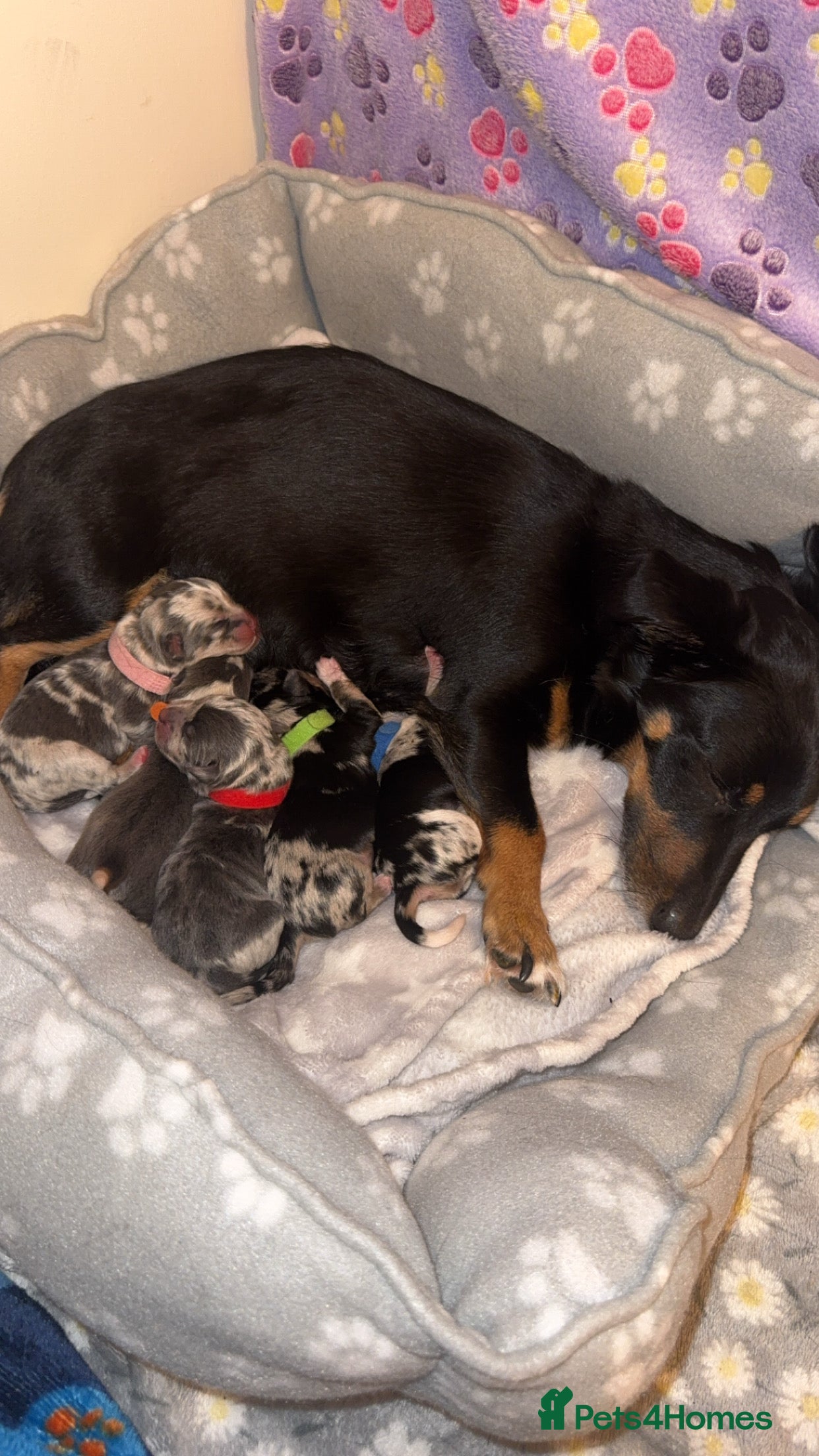 Mixed Breed dogs Jack Russel cross Chihuahua  - Advert 1