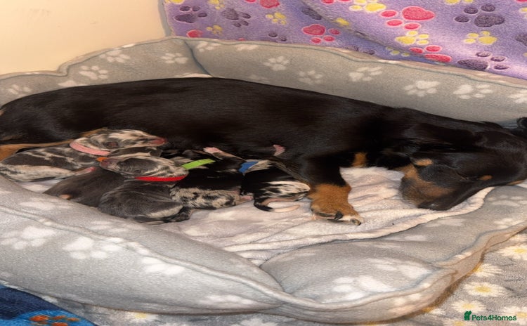 Mixed Breed dogs Jack Russel cross Chihuahua  - Advert 1