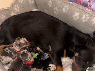 Mixed Breed dogs Jack Russel cross Chihuahua - Advert 10