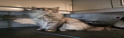 Maine Coon cats for sale: Cleo - Maine Coon - Looking for a loving home. - Advert 2