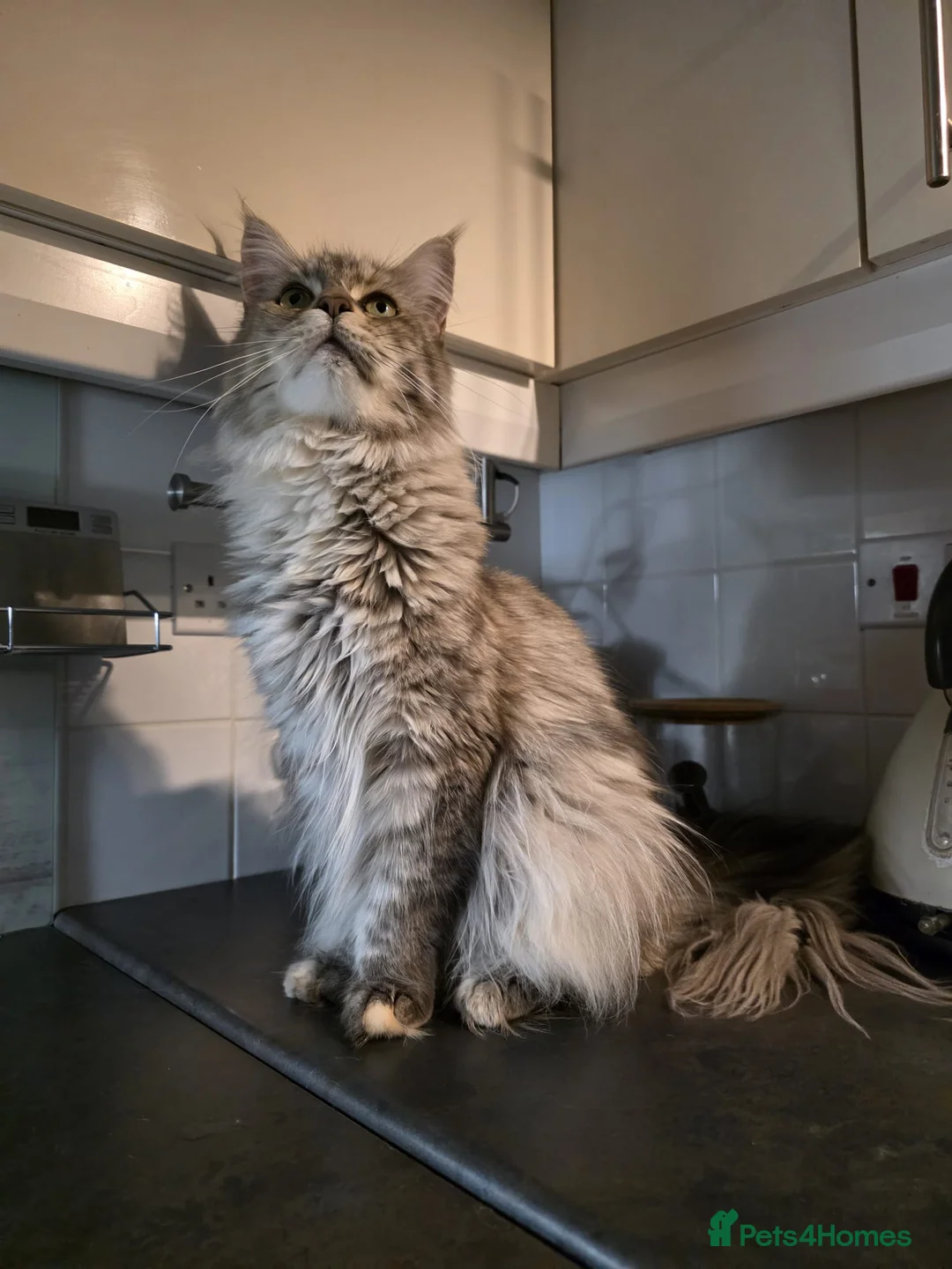 Maine Coon cats for sale: Cleo - Maine Coon - Looking for a loving home. - Advert 2