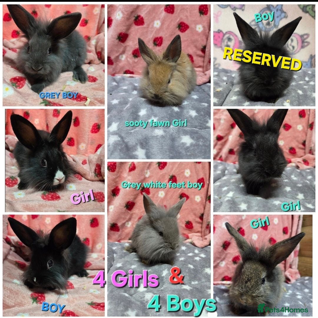 Lionhead rabbits Very Tame lion heads bunnies ☆ready now - Advert 1