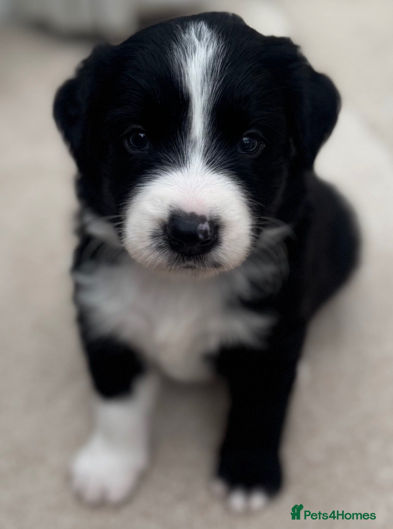 Mixed Breed dogs Outstanding Bordernese puppies ready this weekend - Advert 3