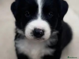 Mixed Breed dogs Outstanding Bordernese puppies ready this weekend - Advert 2
