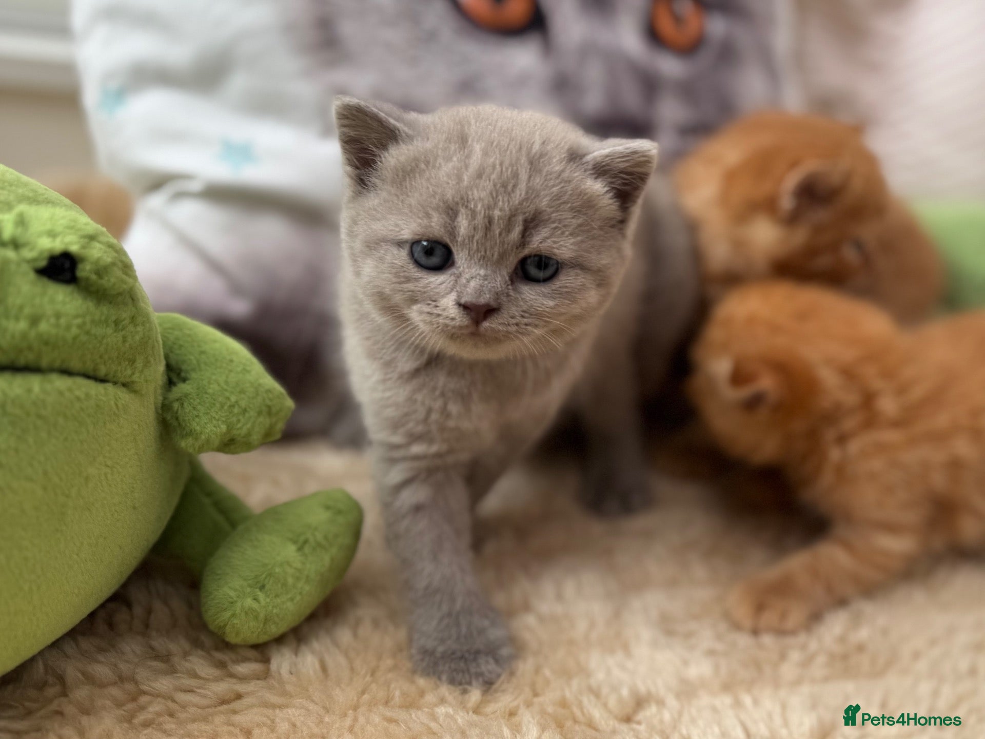 British Shorthair cats 🇬🇧⭐️RED, ❤️LILAC💜 BSH✅ TICA reg, - Advert 1