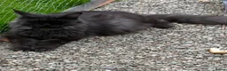 Maine Coon cats for sale: Maine coon baby’s  - Advert 27