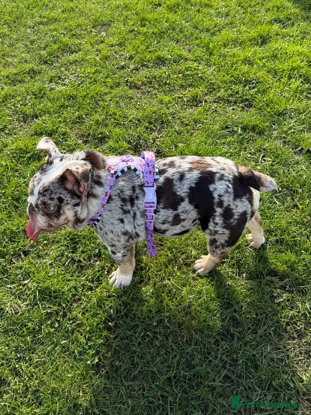 English Bulldog dogs for sale: Stunning MERLE bitch 1 year old 💫  - Advert 3