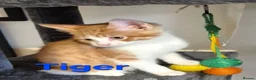 Mixed Breed cats for sale: Loving home/s sought - Advert 8