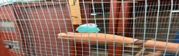 Budgerigars birds for sale: Finger tame baby budgies  - Advert 3