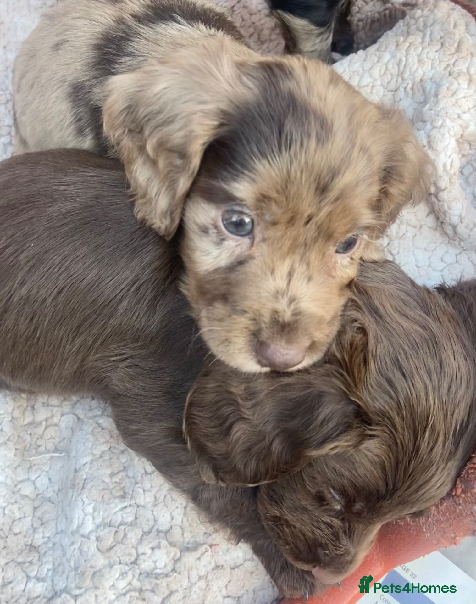 Cocker Spaniel dogs 6 Beautiful Cocker Spaniel Pups  - Advert 19