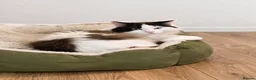 Ragdoll cats for sale: Bicolour ragdoll kittens  - Advert 7