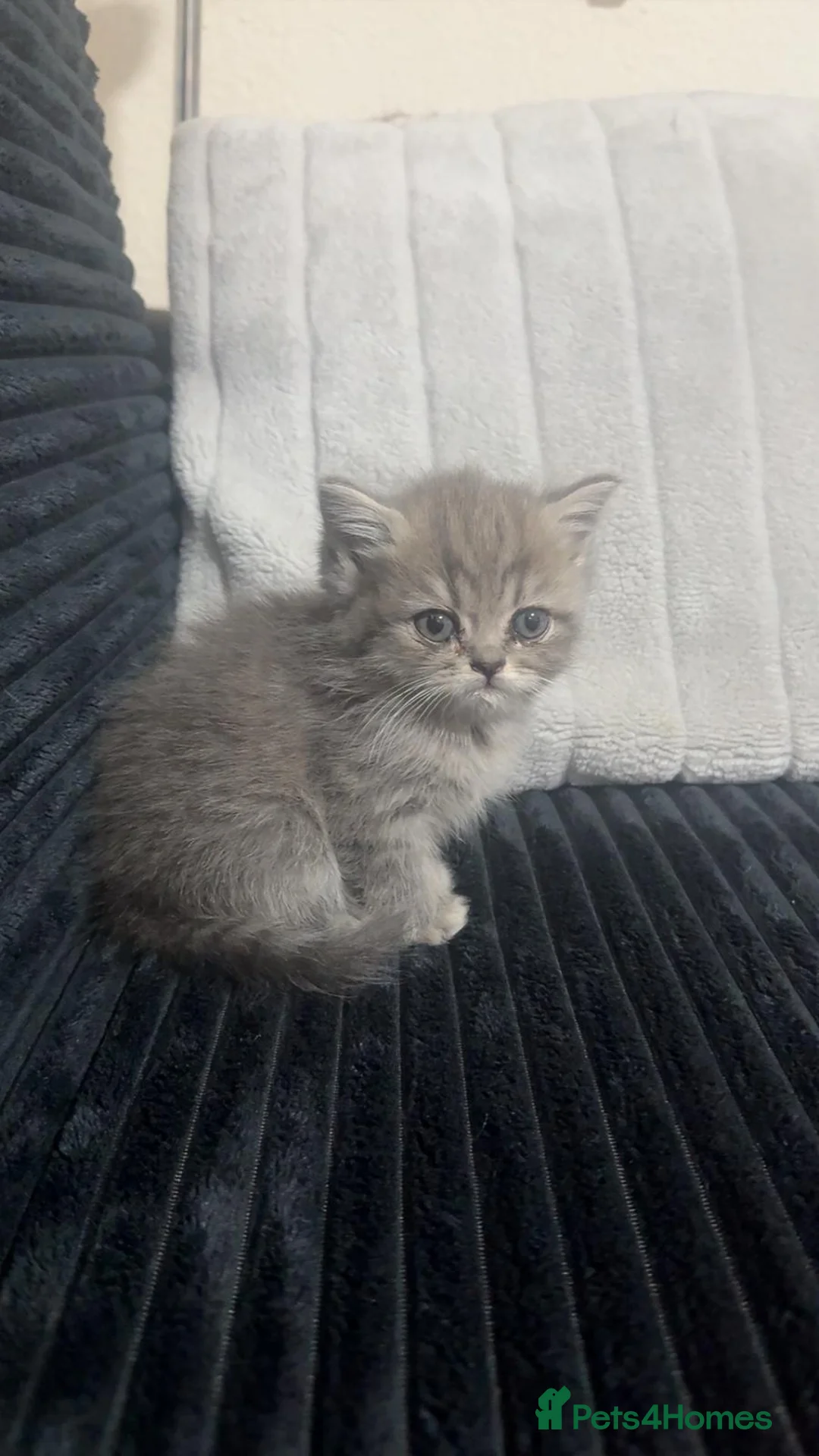 Scottish Fold cats for sale: Scottish fold/Persian kittens - Advert 2