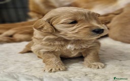 Mini Goldendoodle dogs for sale: F1 Miniature Goldendoodle for sale  - Image 6