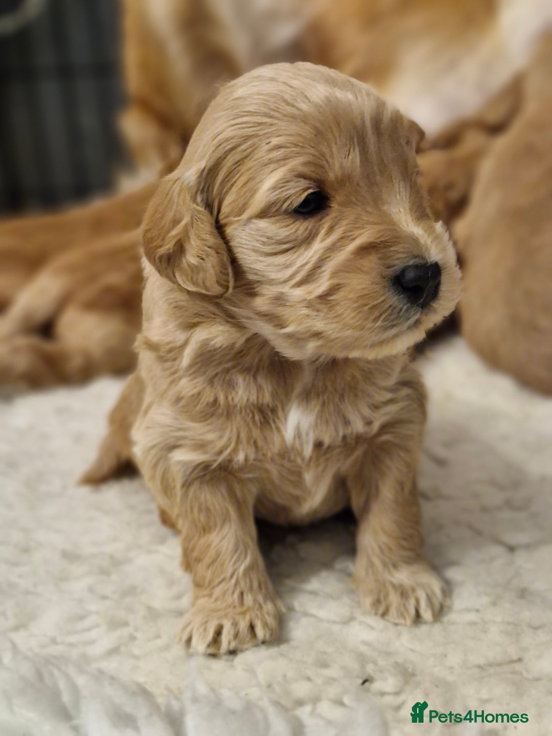 Mini Goldendoodle dogs for sale: F1 Miniature Goldendoodle for sale  - Image 6