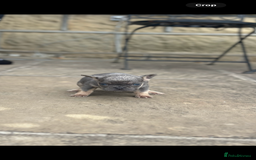 French Bulldog dogs for sale: miniature French bulldog carrying fluffy isabella - Image 12