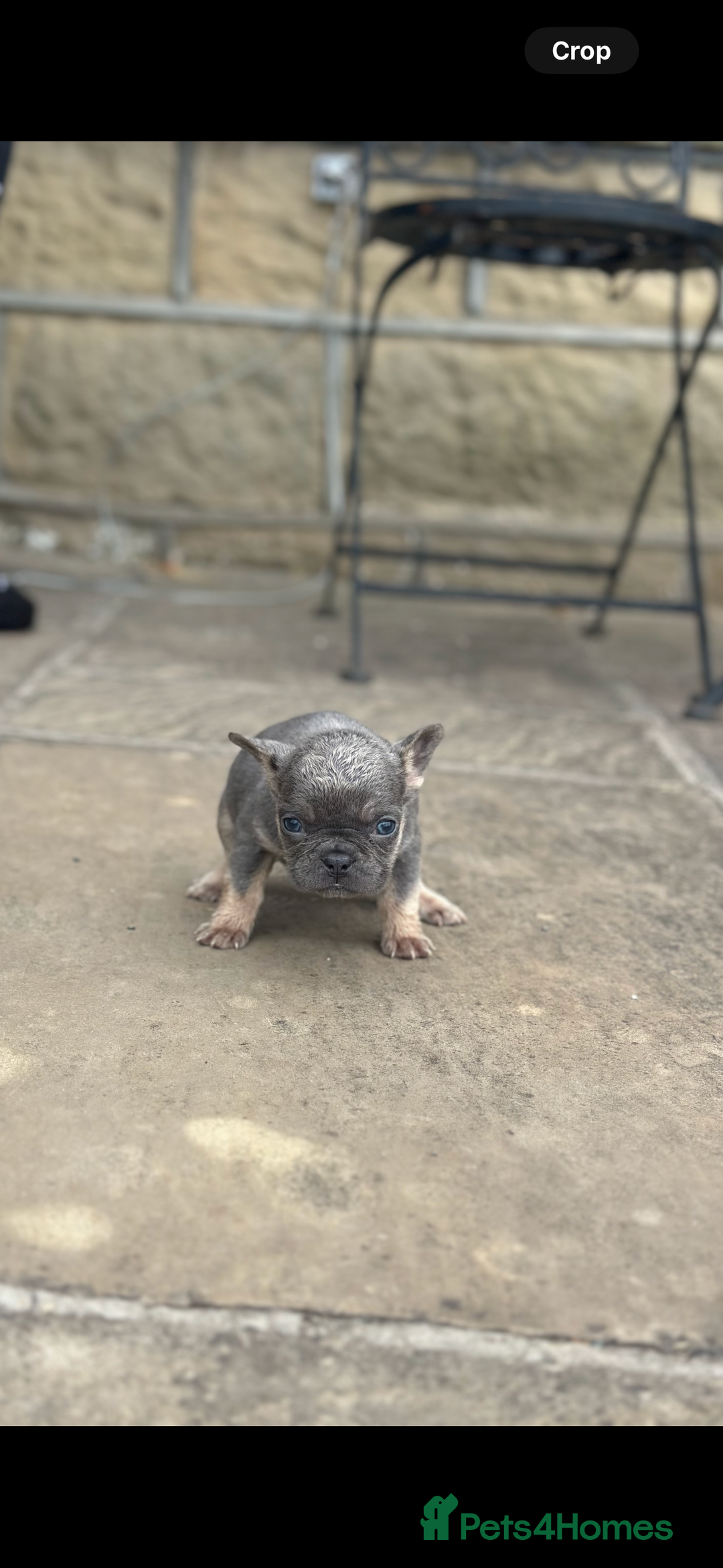 French Bulldog dogs for sale: miniature French bulldog carrying fluffy isabella - Image 12