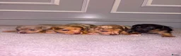 Jack Russell dogs for sale: Rainbow litter of Miniature Jack Russel Pups  - Advert 5