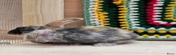 Mixed Breed rabbits for sale: Baby Rabbits for sale in London - Advert 6