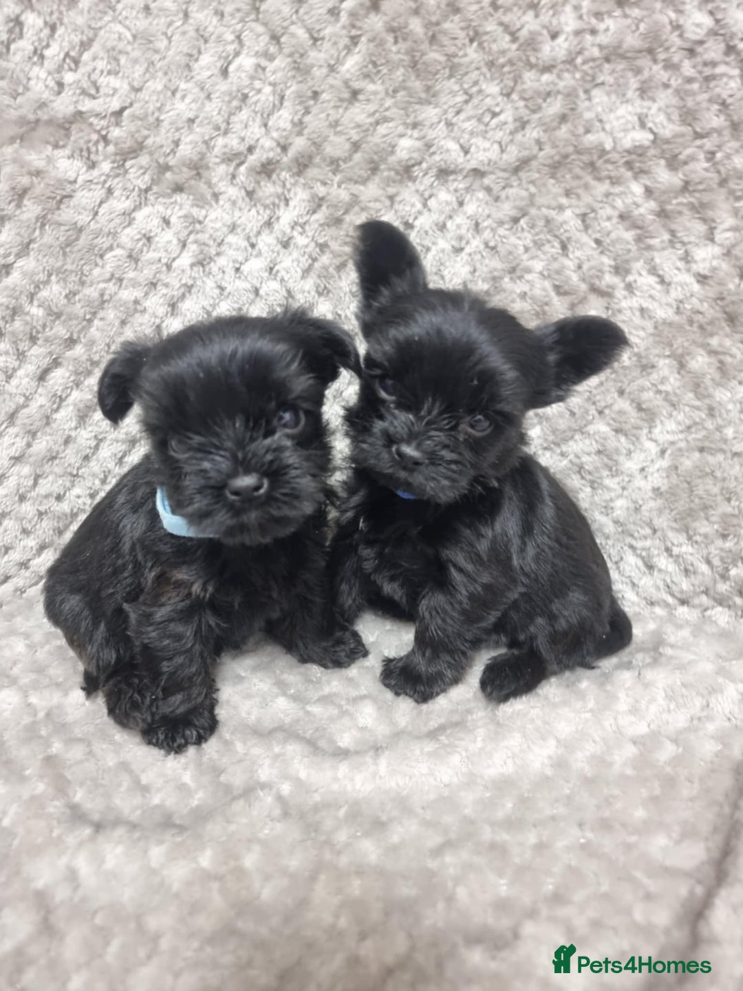 Yorkshire Terrier dogs for sale: Yorkshire Terrier  - Advert 7