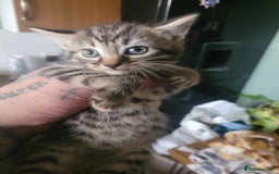 British Longhair cats for sale: Kittens  - Image 1