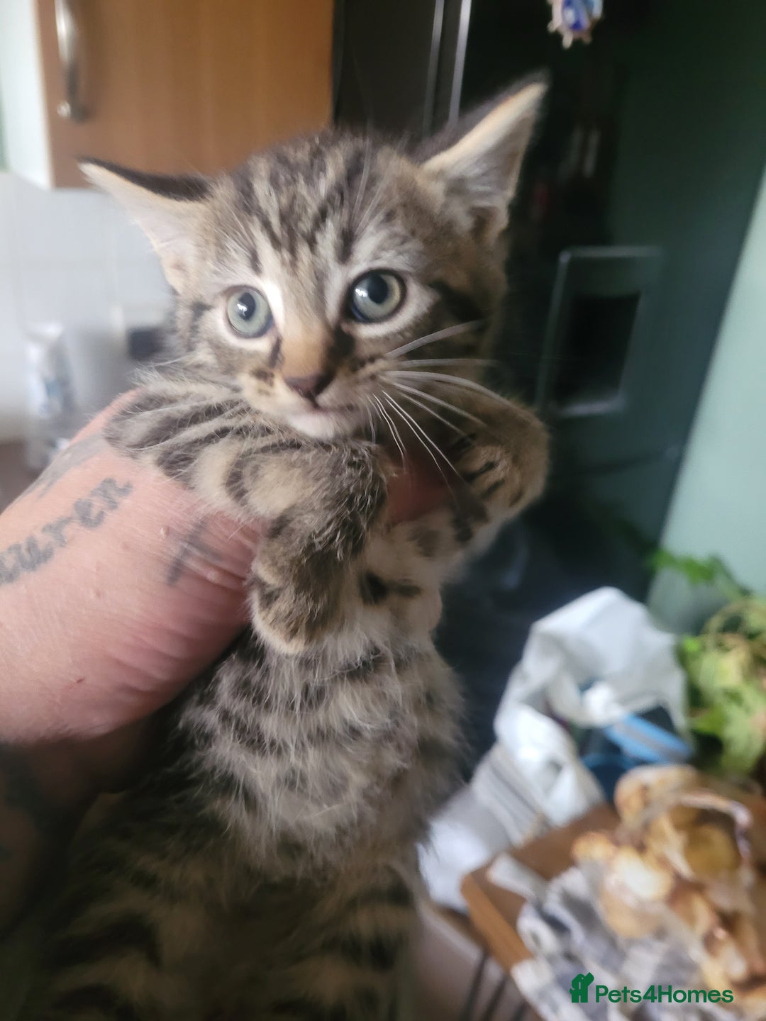 British Longhair cats for sale: Kittens  - Image 1