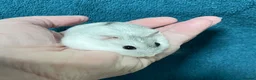 Hamster rodents for sale: Baby Winter White Russian hamsters (pure bred). - Advert 12