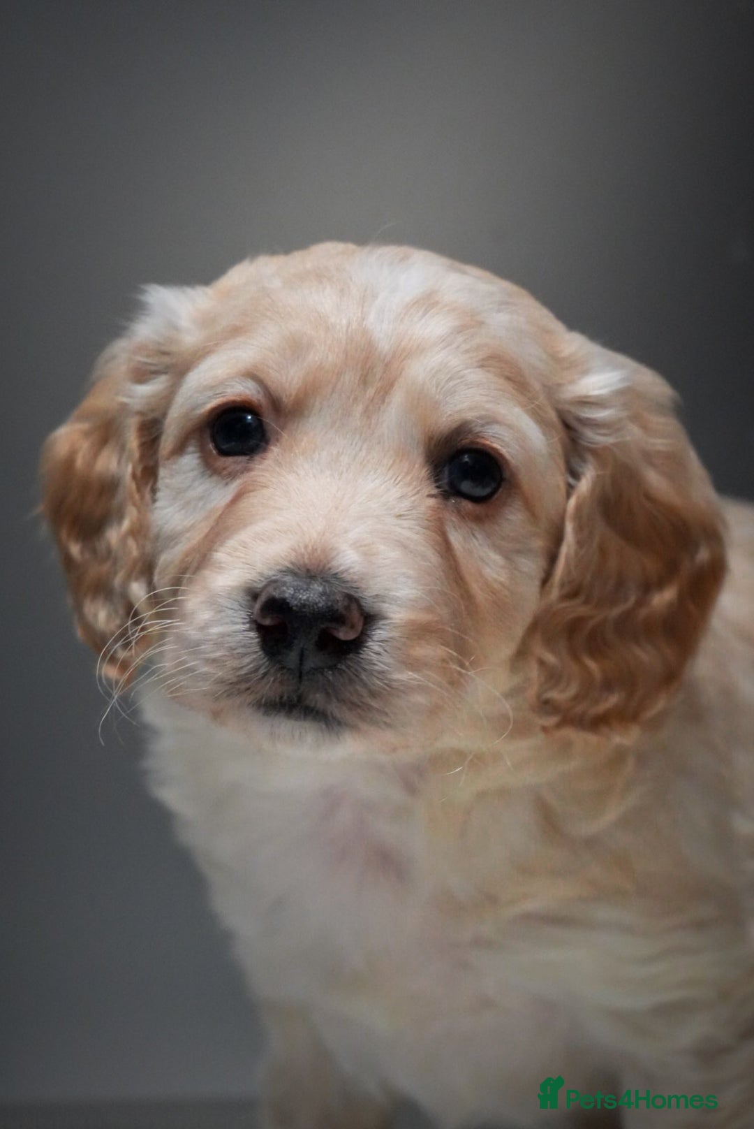 Cockapoo dogs for sale: Beautiful litter of cockerpoo puppies  - Advert 8