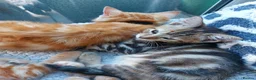 Mixed Breed cats for sale: Maine coon cross Ginger 12 week kittens male - Advert 10