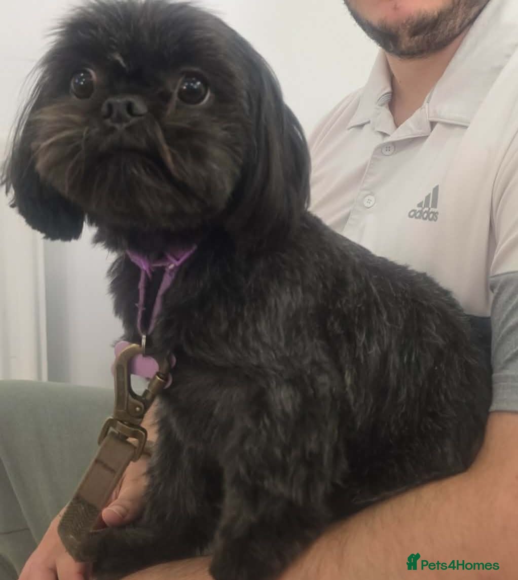 Shih Tzu dogs Beautiful female Shih Tzu - Advert 5