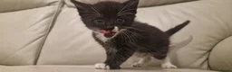 Mixed Breed cats for sale: Ready next week!  - Advert 11