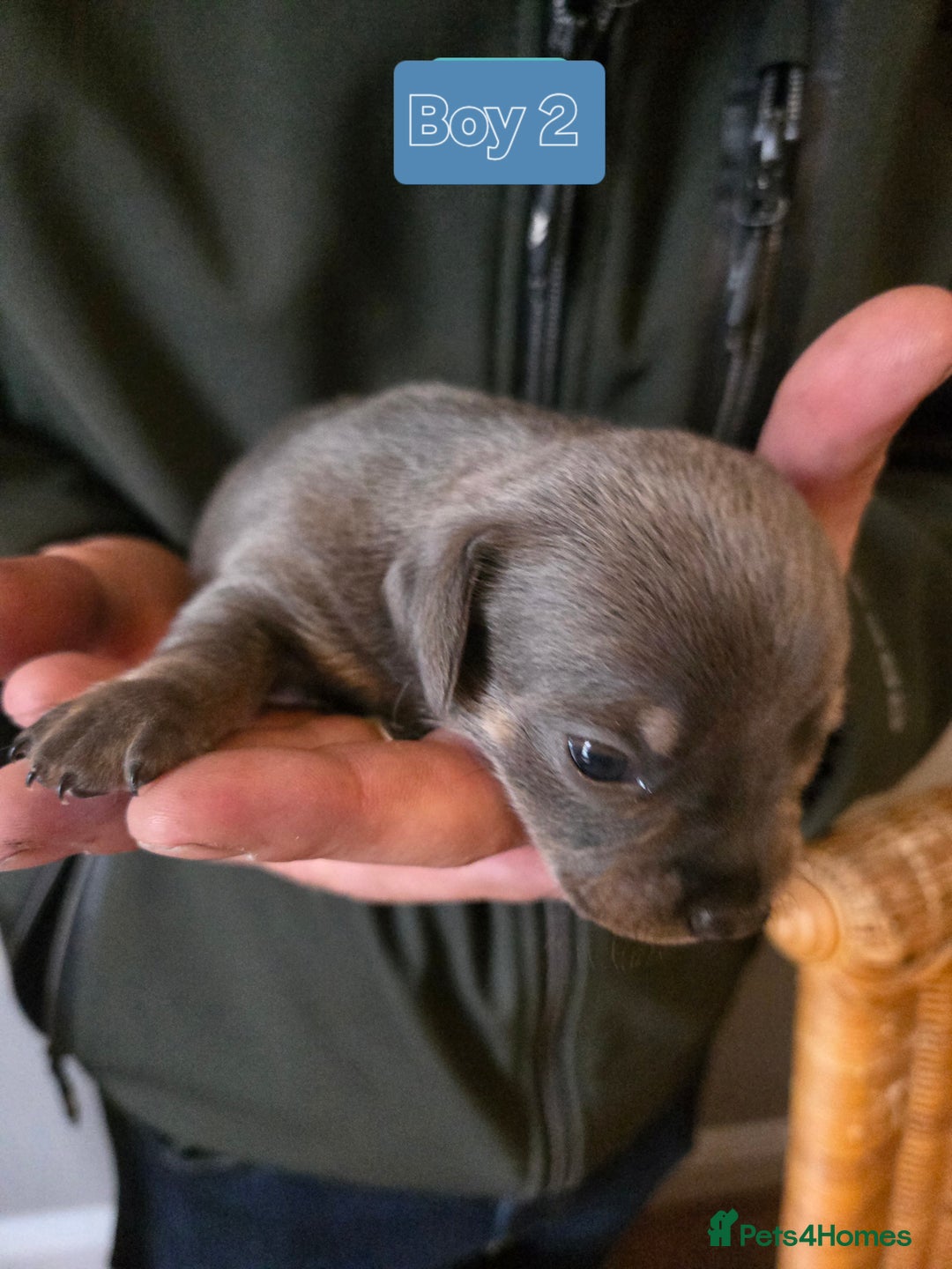 Mixed Breed dogs for sale: 5 beautiful Chiweenie puppies for Sale  - Image 10