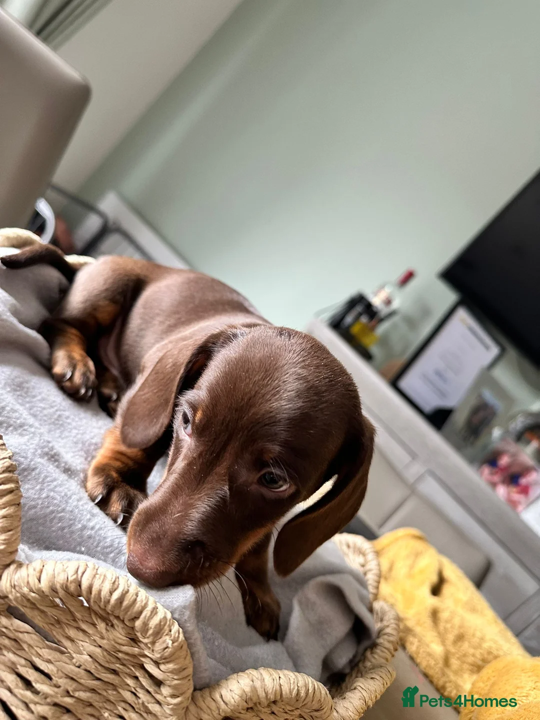 Dachshund dogs for sale: Beautiful Daches  - Advert 3
