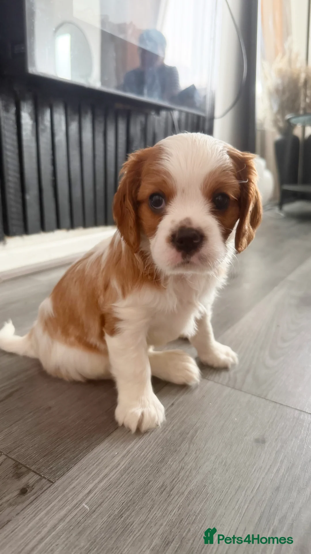 Cavalier King Charles Spaniel dogs for sale: Boy cavalier king charles spaniel puppy - Advert 2