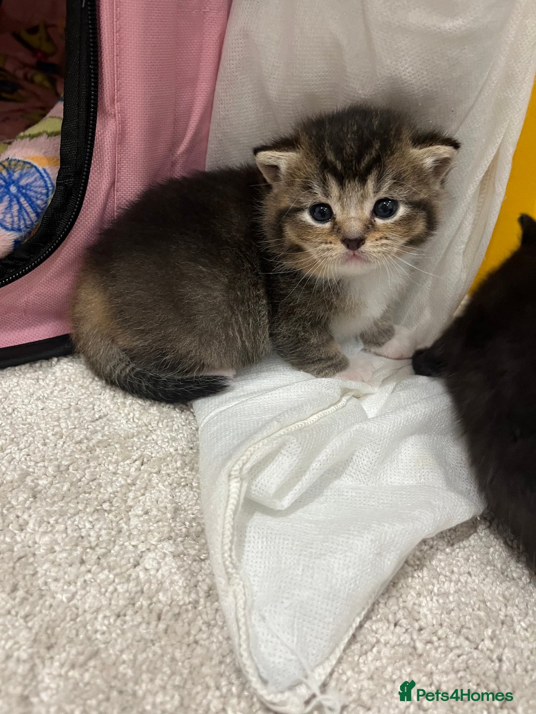 British Shorthair cats for sale: 5 beautiful British shorthair kittens - Image 21