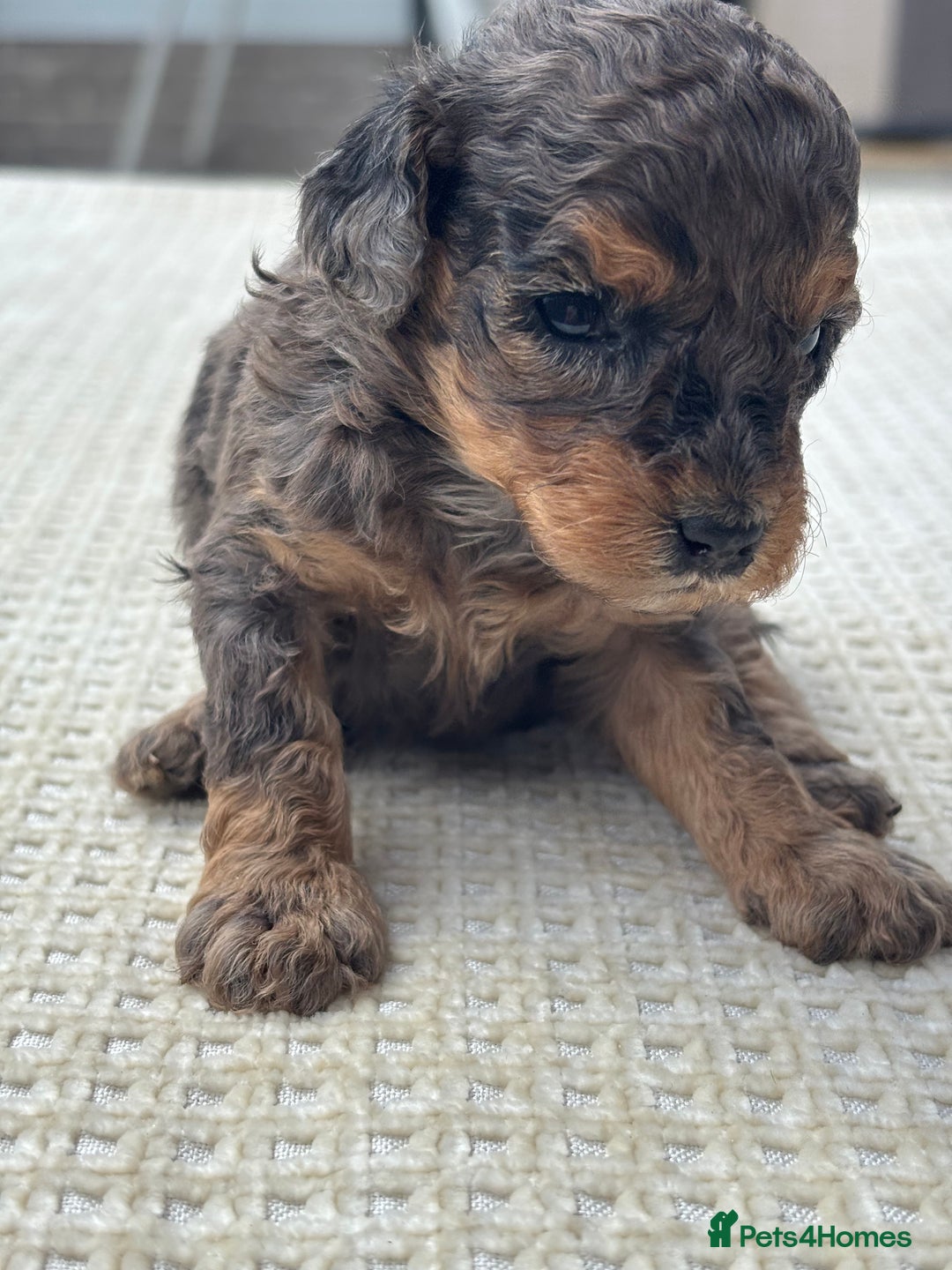 Cavapoo dogs for sale: Toy f1b cavapoo puppies - Image 6