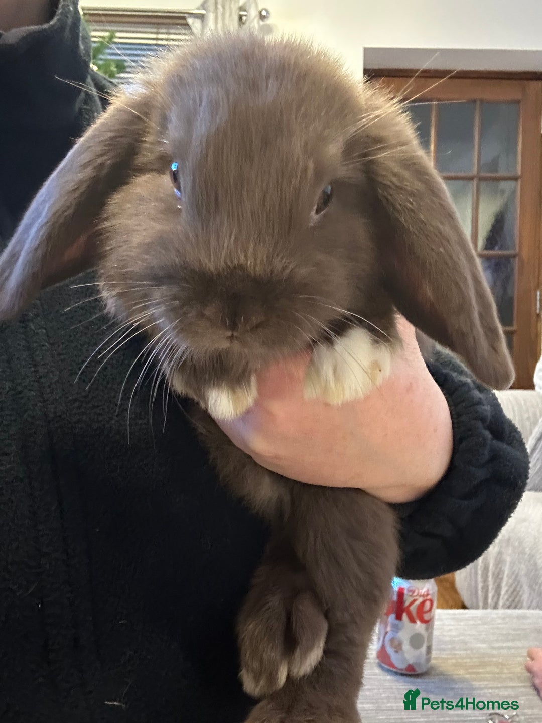 Mini Lop rabbits for sale: Pure Mini Lop Baby Rabbits  - Advert 11