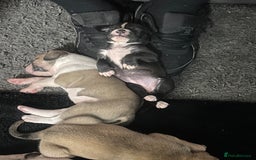 Mixed Breed dogs for sale: Pups for sale - Image 29