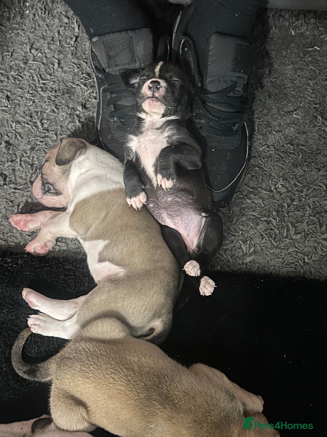 Mixed Breed dogs for sale: Pups for sale - Image 29