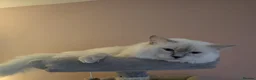 Ragdoll cats for stud: ❤️GCCF Registered❤️Lilac Point ragdoll   - Advert 19