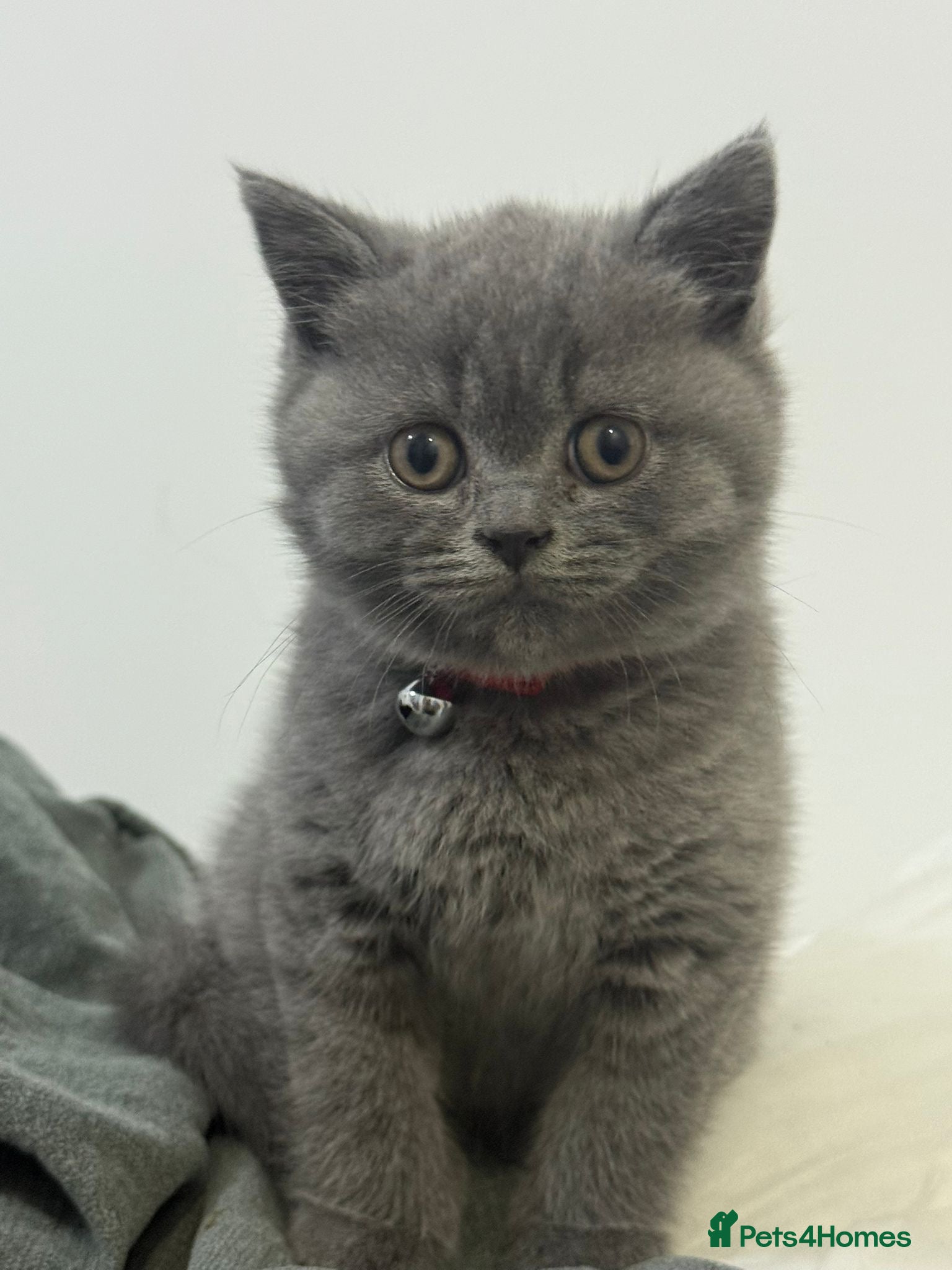 British Shorthair cats British shorthair blue male - Advert 1