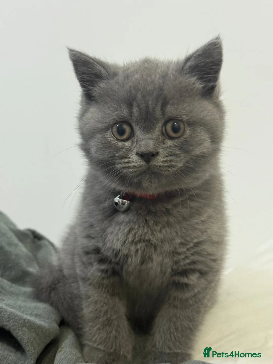 British Shorthair cats for sale: British shorthair blue male - Advert 1
