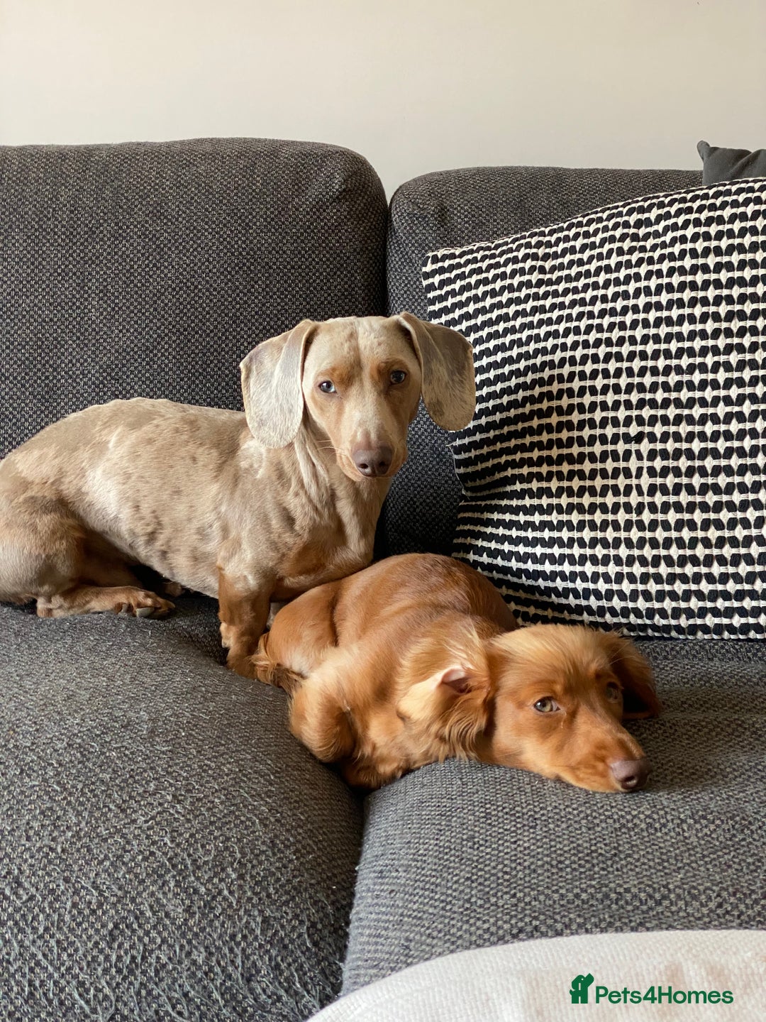 Dachshund dogs for sale: Miniature Dachshund Litter - Image 20