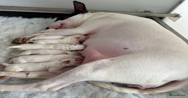 Bull Terrier dogs in Gateshead - Advert 10