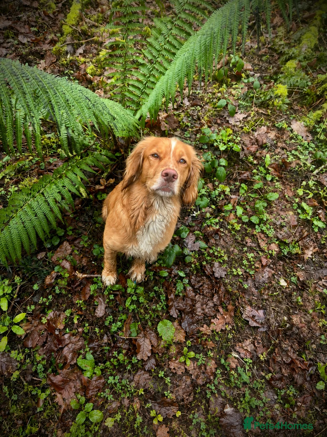 Cocker Spaniel dogs for stud: Stud dog  - Advert 2