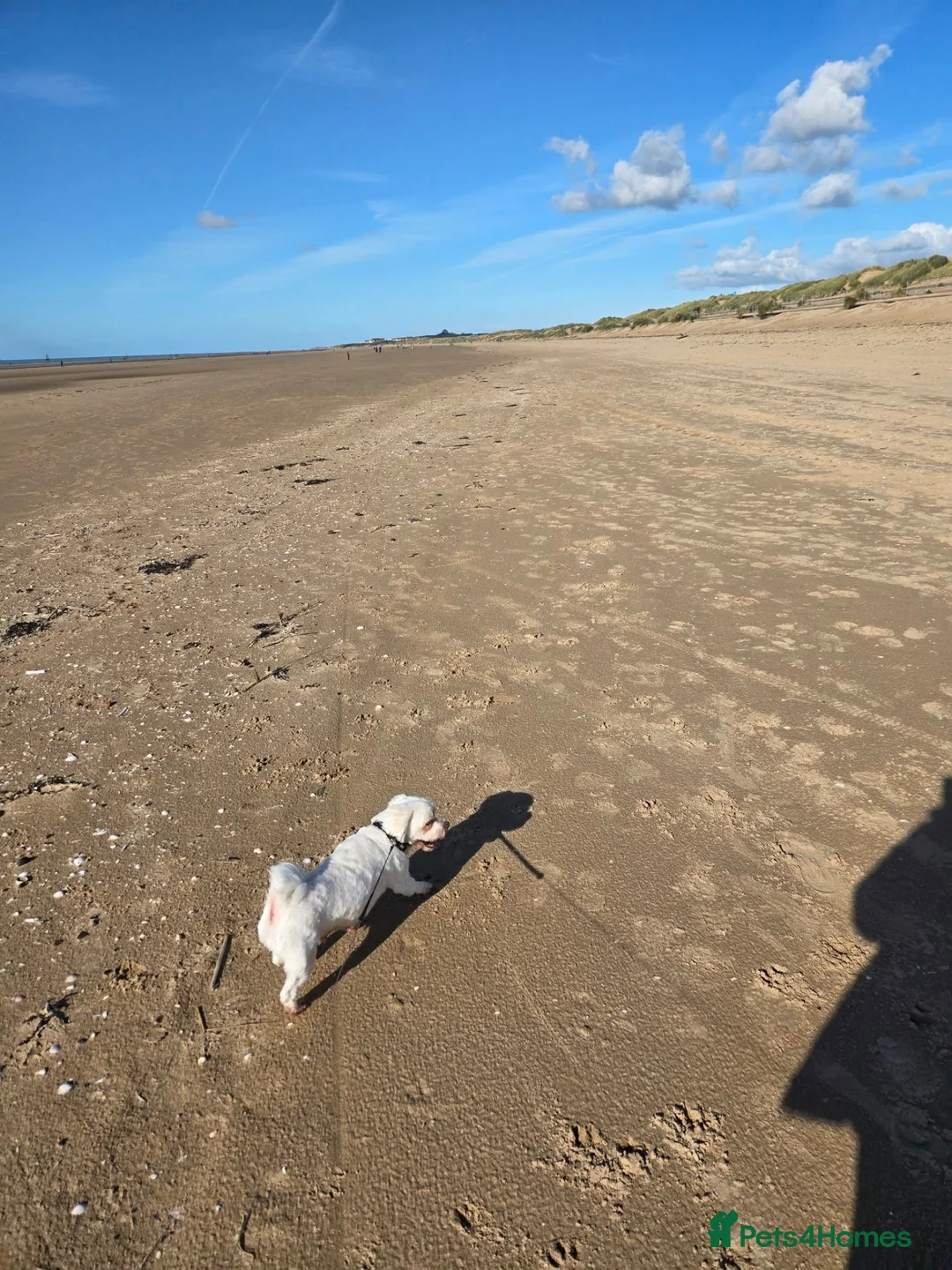 Maltese dogs for sale: For adoption  in Liverpool - Advert 3
