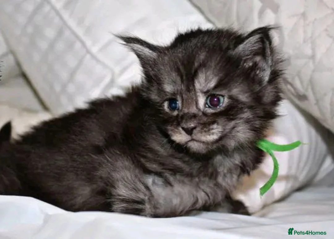 Maine Coon cats for sale: Beautiful Maine Coon kittens - Advert 2