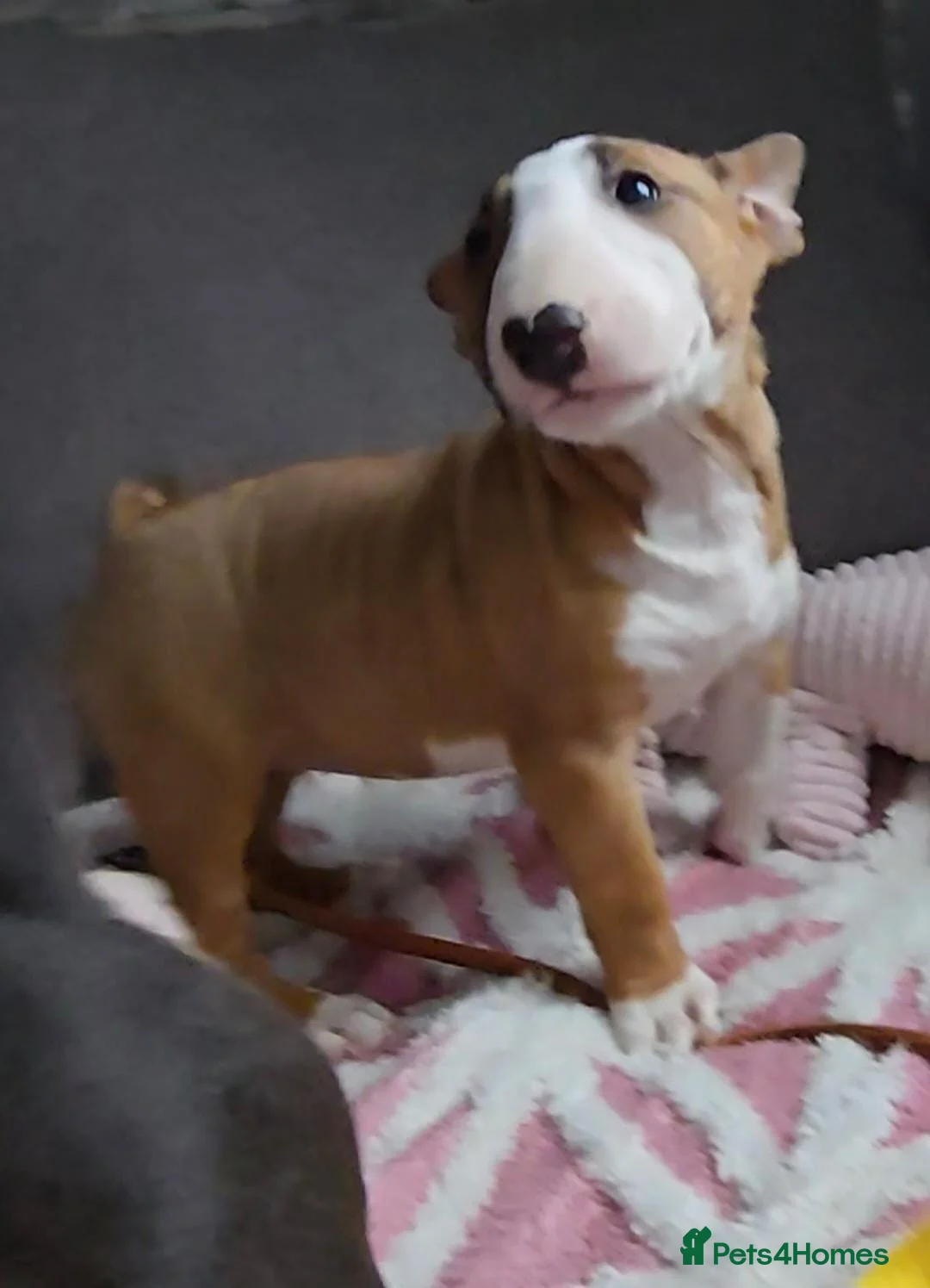 English Bull Terrier dogs for sale: Top Quality KC registered health checked - Advert 1